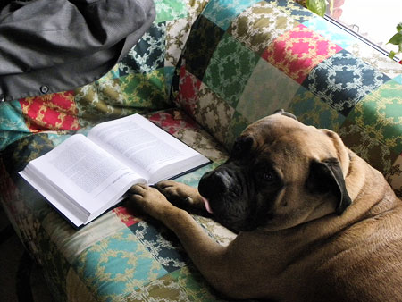 Dog and textbook