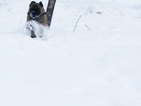 bullmastiff in snow