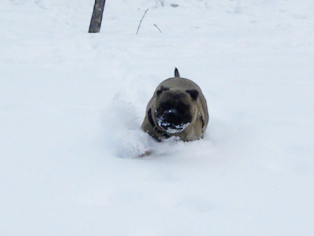 bullmastiff in snow