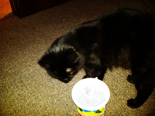 black cat and taco bell cup