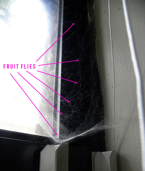 organic fruit fly trap
