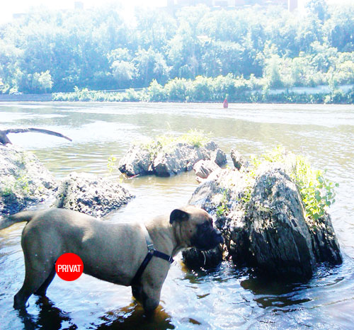 Rottweiler and Bullmastiff at Mississippi River