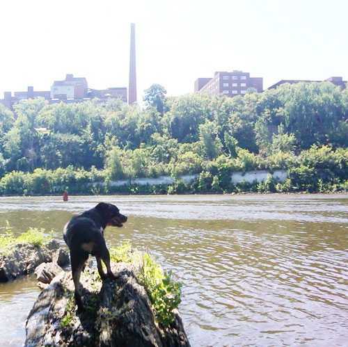 Rottweiler and Bullmastiff at Mississippi River