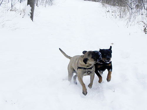 Bullmastiff and rottweiler in snow