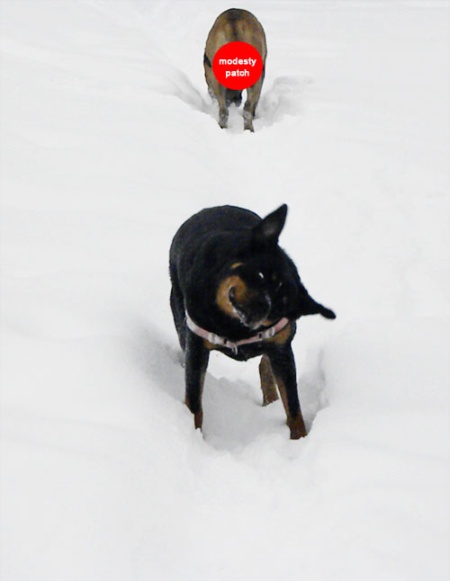 Rottweiler shaking in snow