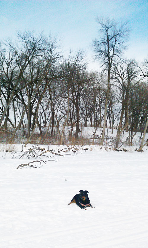 rottweiler in snow
