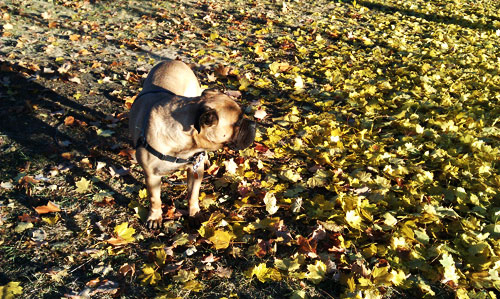 bullmastiff fall leaves