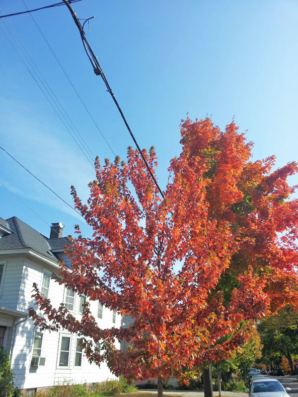 Fall leaves in minneapolis northeast