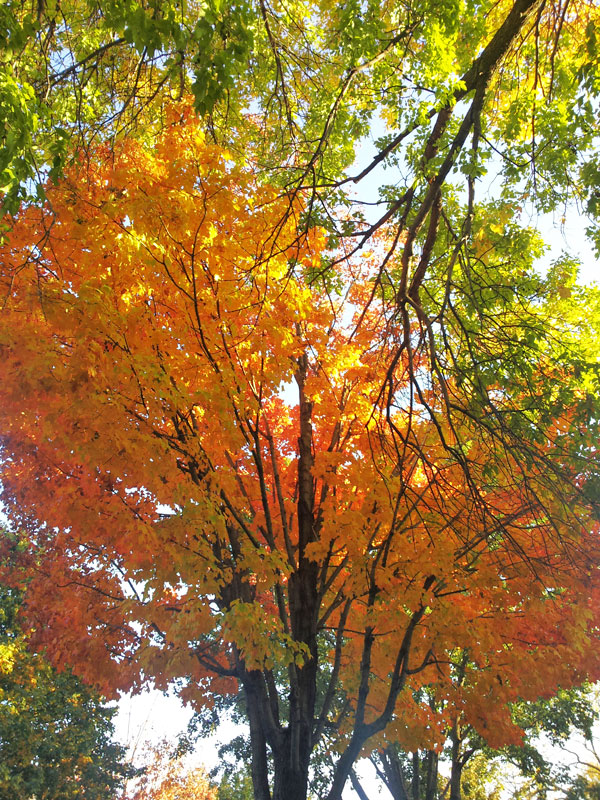 Fall leaves in minneapolis northeast