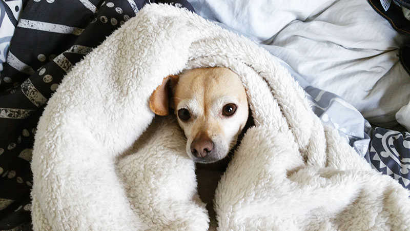Salty Chihuahua Dachshund