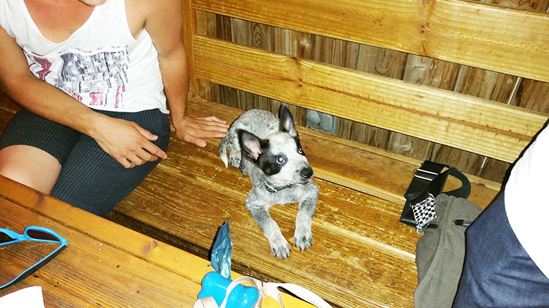 A puppy at Mackenzie Pub