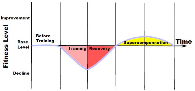 supercompensation cycle