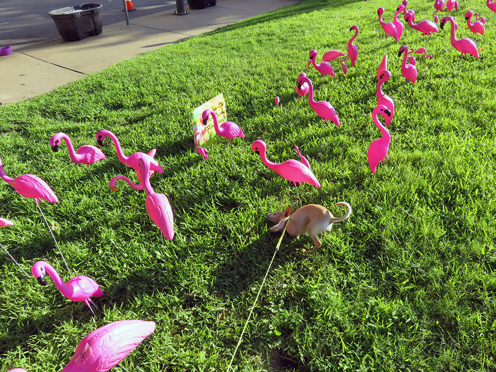Flamingos in downtown Dallas