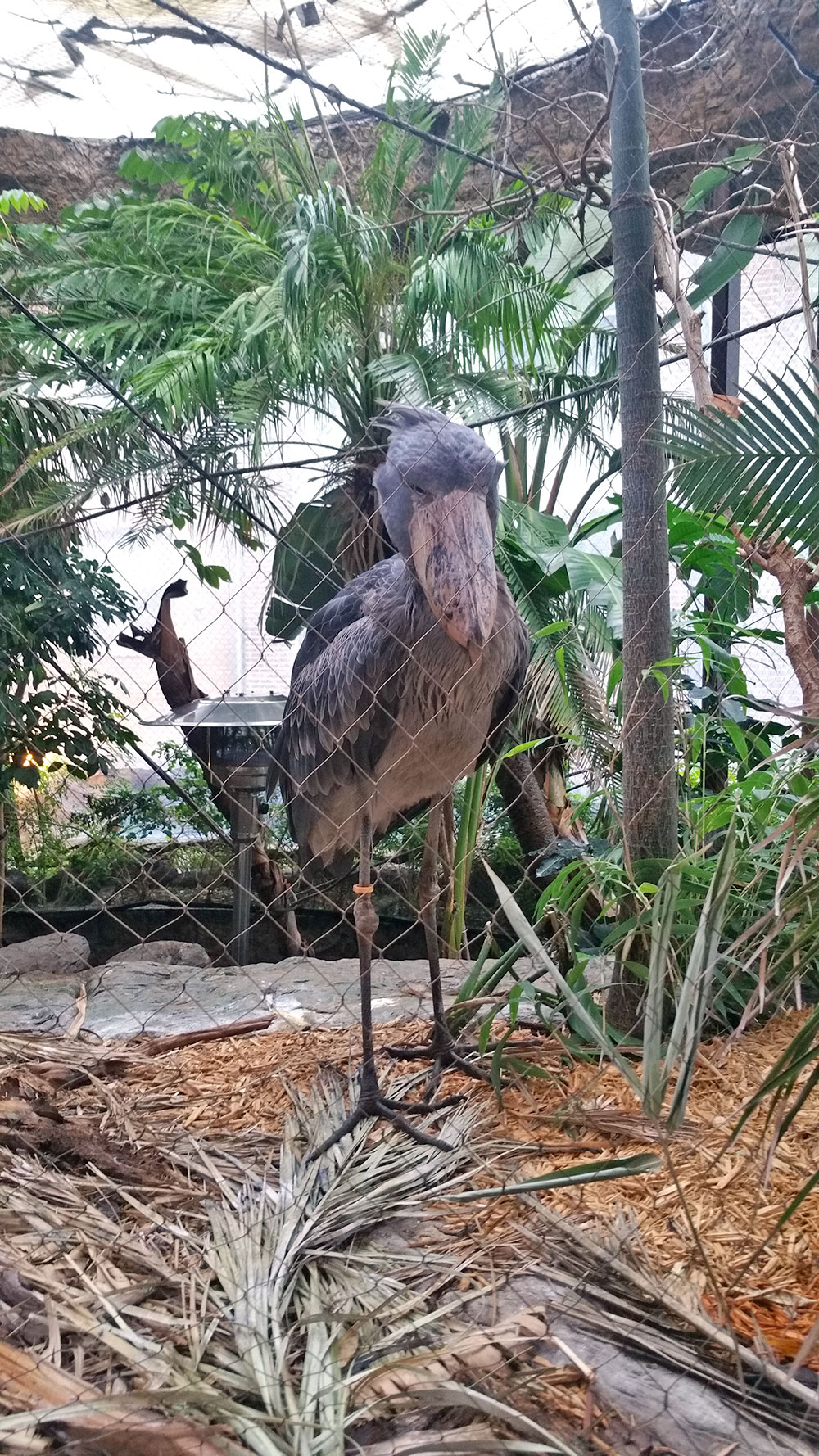 Real life angry bird at the Dallas World Aquarium