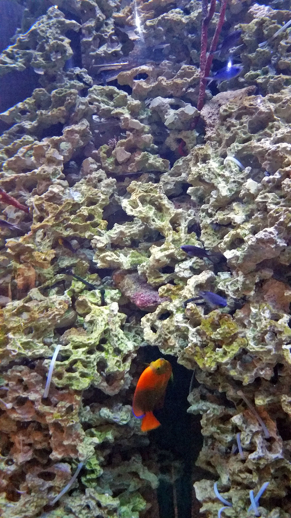 Fish at the Dallas World Aquarium