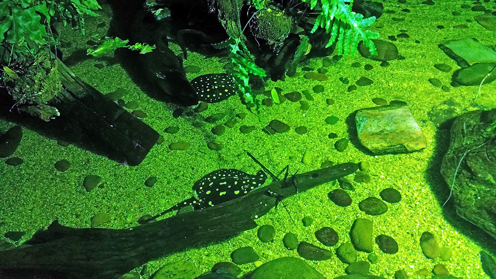 Sting rays at the Dallas World Aquarium