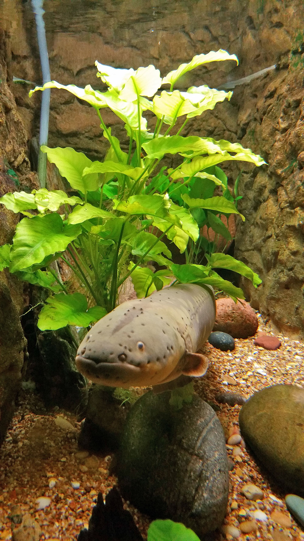 An ugly fish at the Dallas World Aquarium