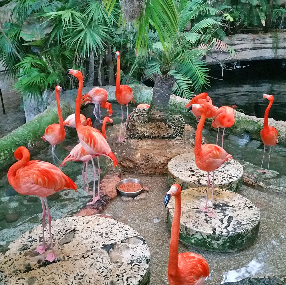 Pink Flamingos at the Dallas World Aquarium