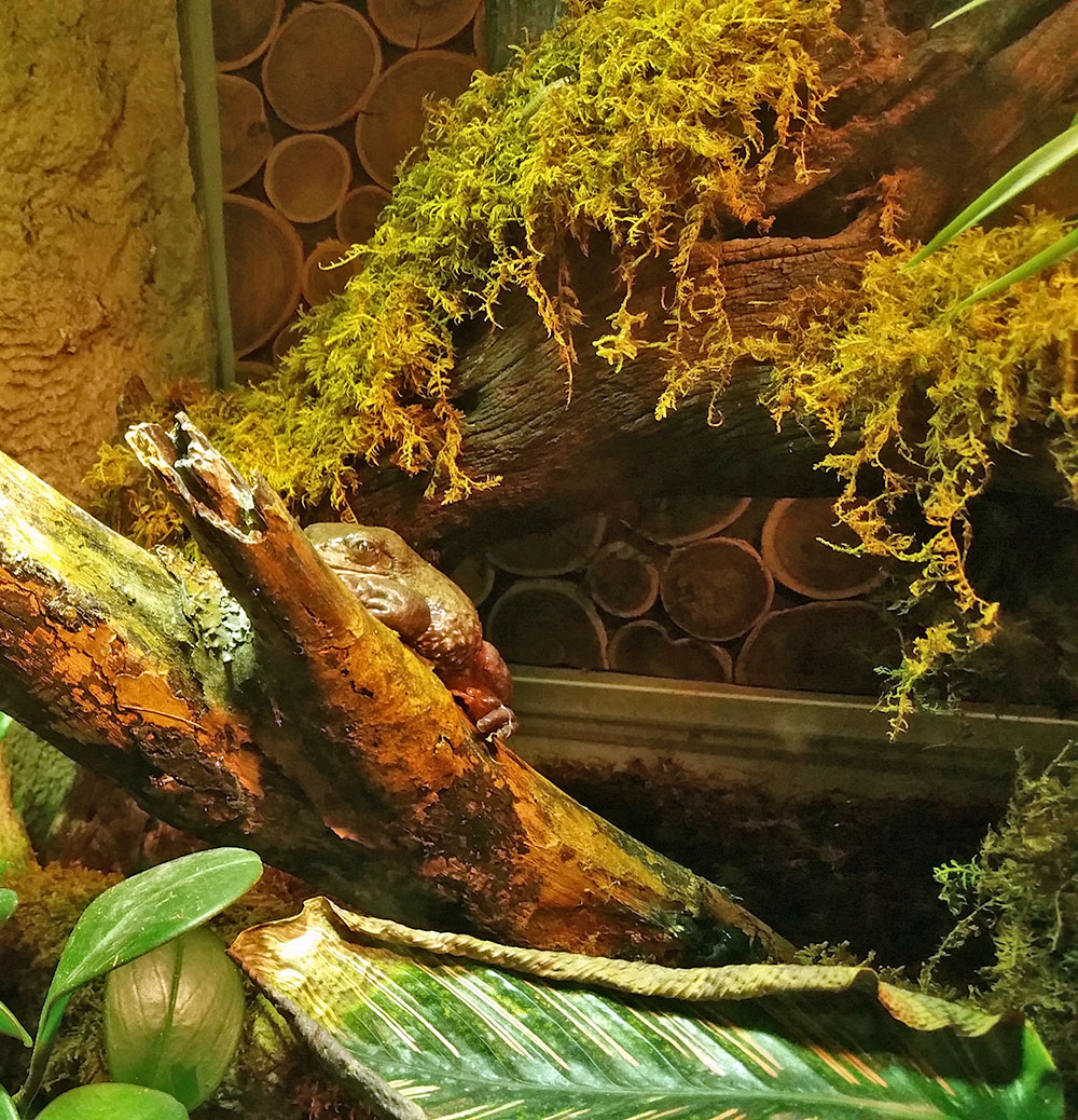 A scary frog at the Dallas World Aquarium.