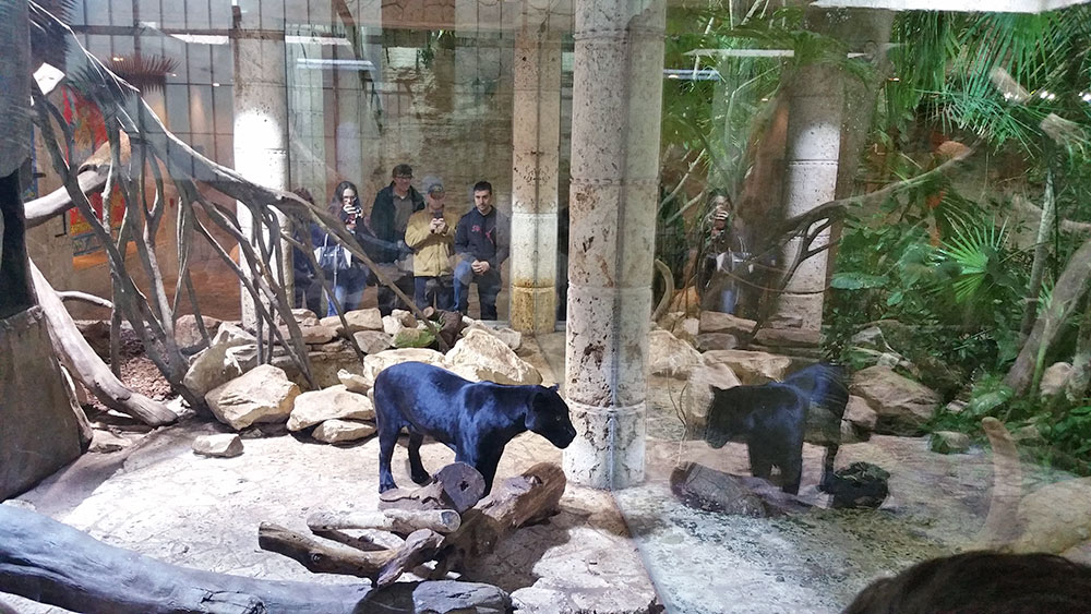 A Panther at the Dallas World Aquarium