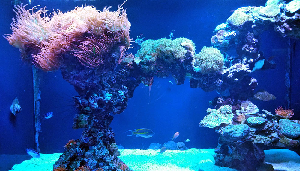 Tropical coral reef at the Dallas World Aquarium.