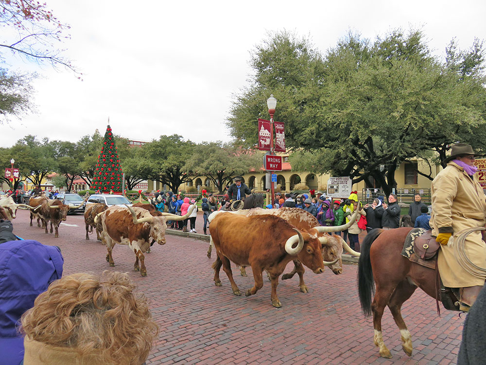Cattle Run at the Fort Worth Stockyards