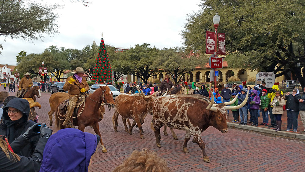 The cattle drive at the Fort Worth Stockyards.