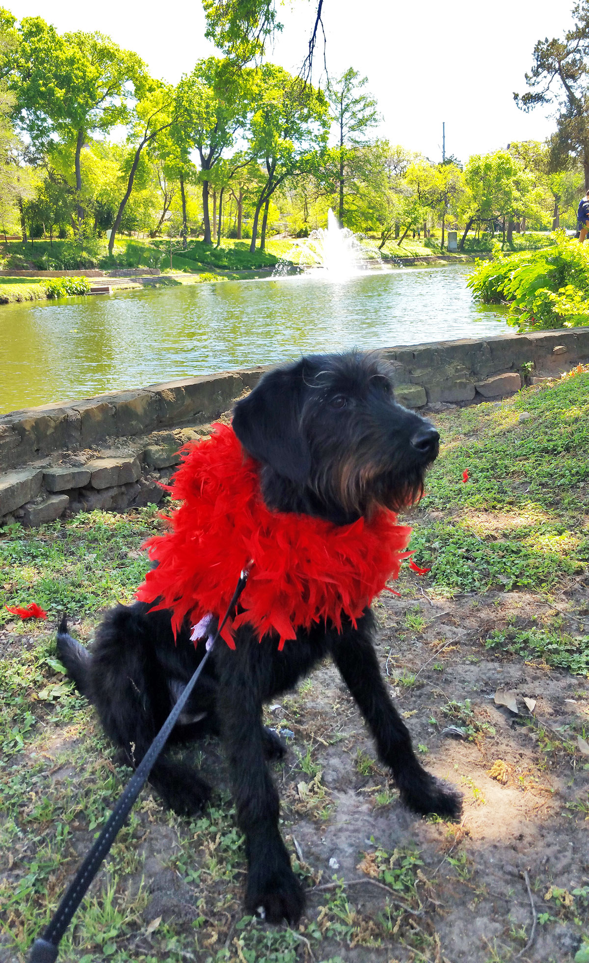 Ingrid the Labradoodle at Turtle Creek across from Lee Park