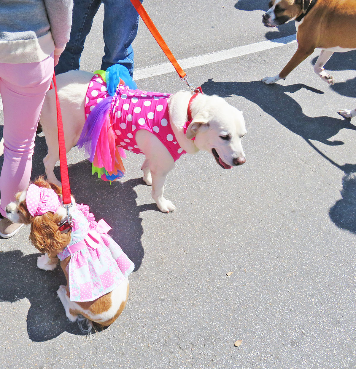 Easter in Lee Park and Pooch Parade in Dallas