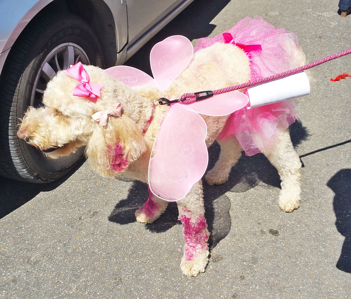 A pink poodle at the Dallas Easter Pooch Parade.