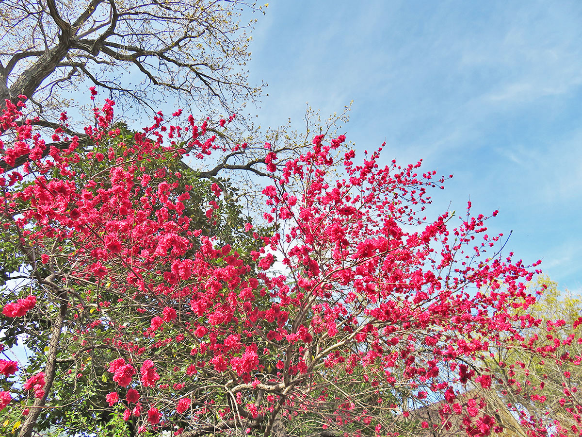 Blooming trees in Dallas, Texas.