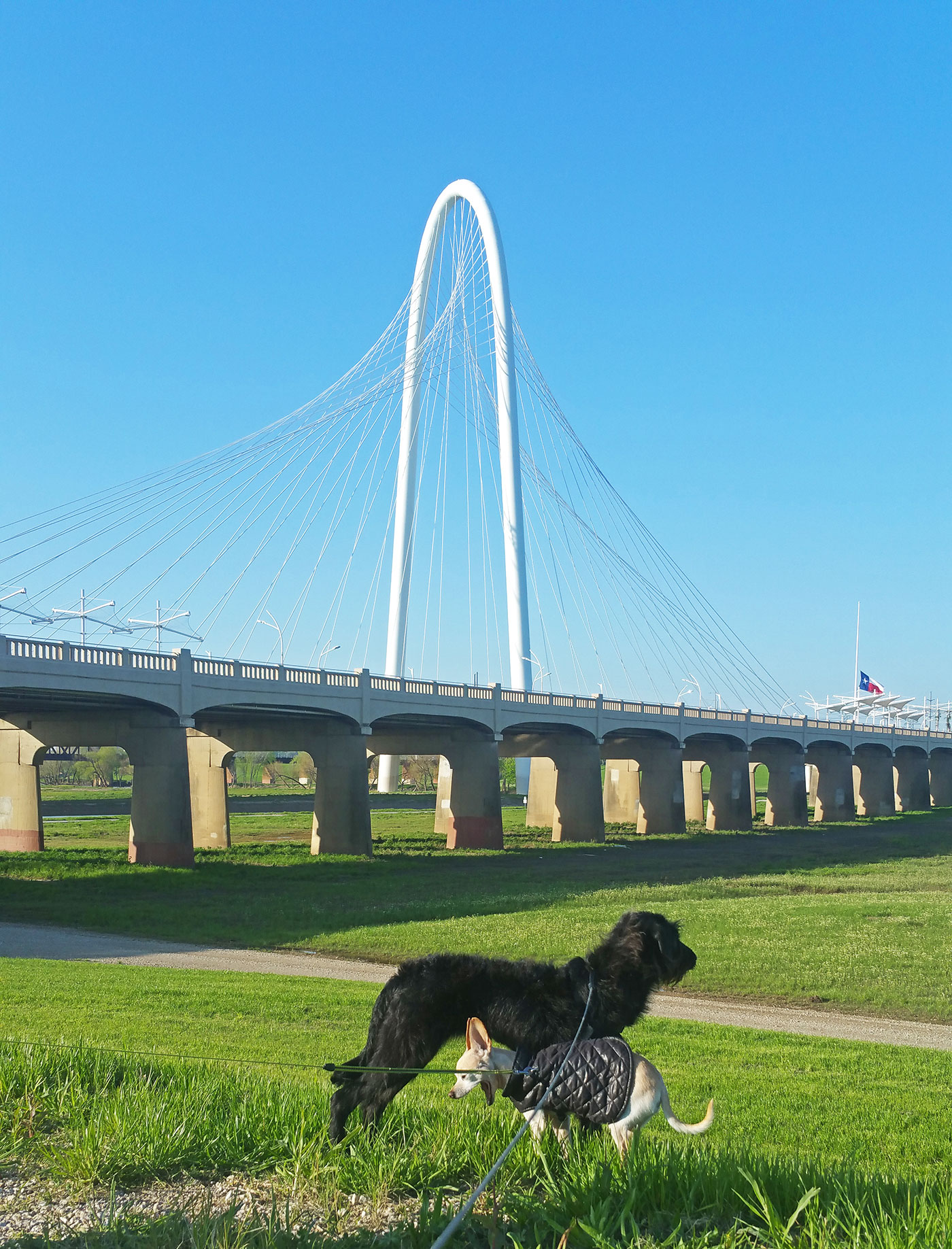 The dogs by Trinity River Bridge
