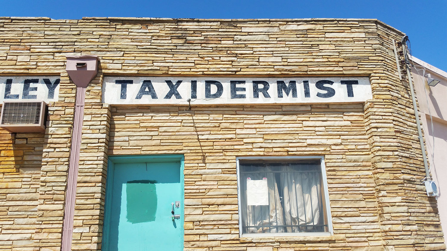 The taxidermist by the Fort Worth Gay Bar