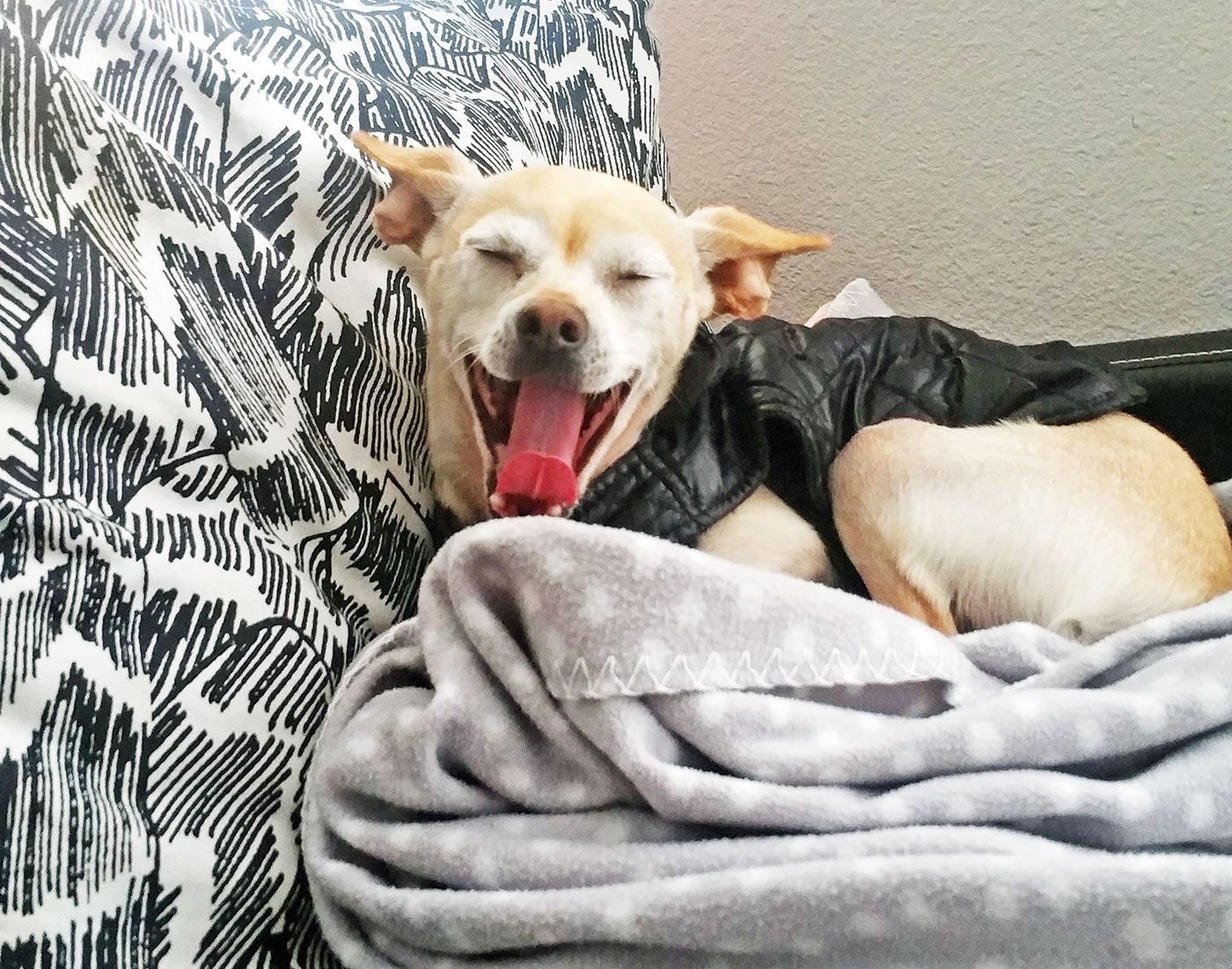 Gunter the chihuahua yawning - he spends the majority of each day sleeping.
