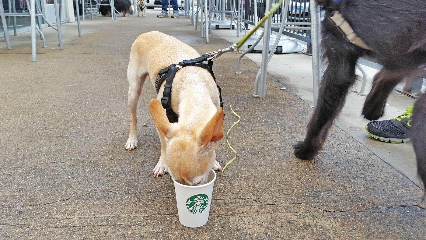 Puppy Starbucks