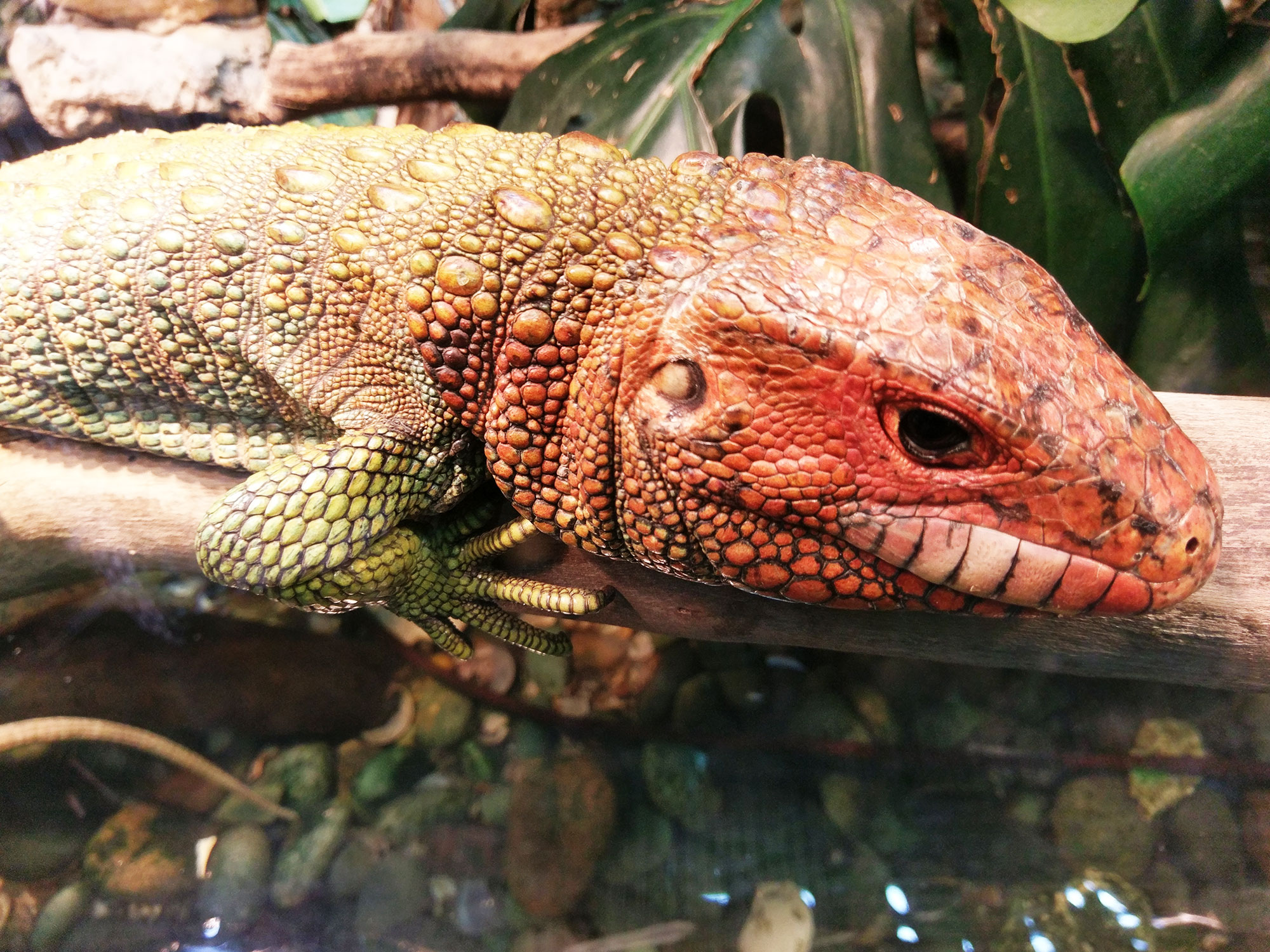 An unamused reptile at the Dallas Zoo.
