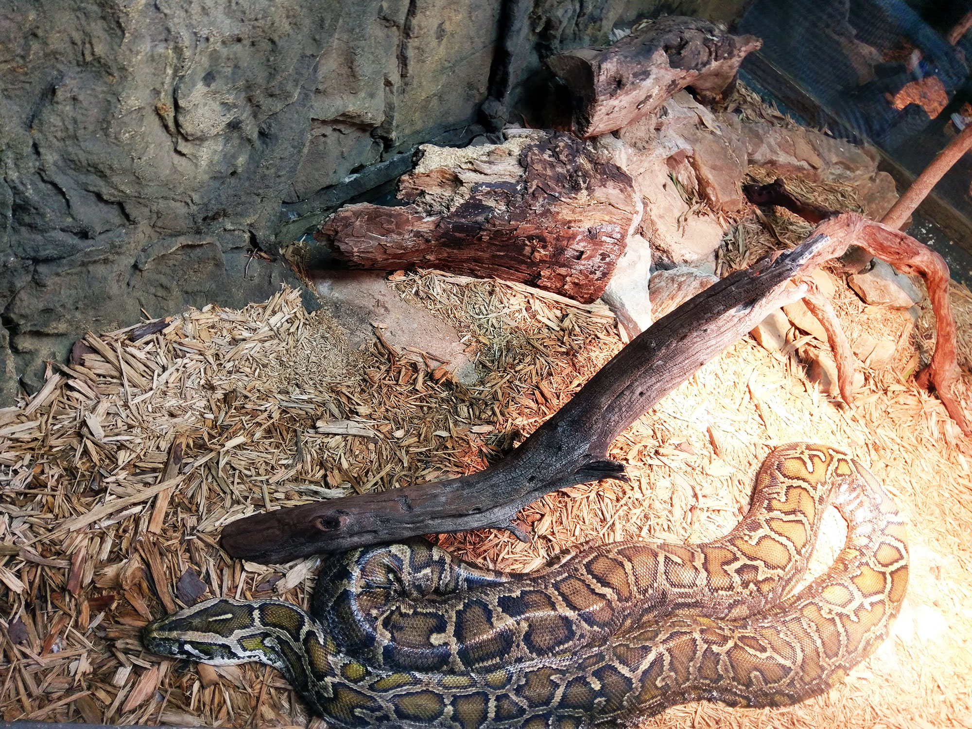 One of many long snakes at the Dallas Zoo.