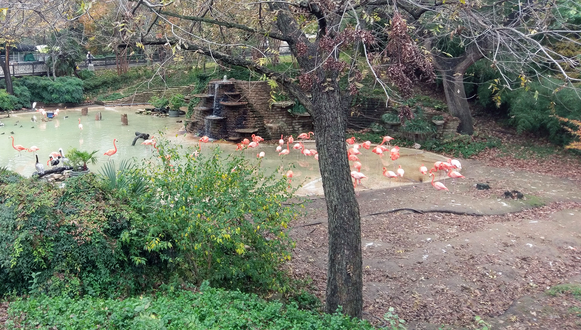 Pink flamingos at the Dallas Zoo