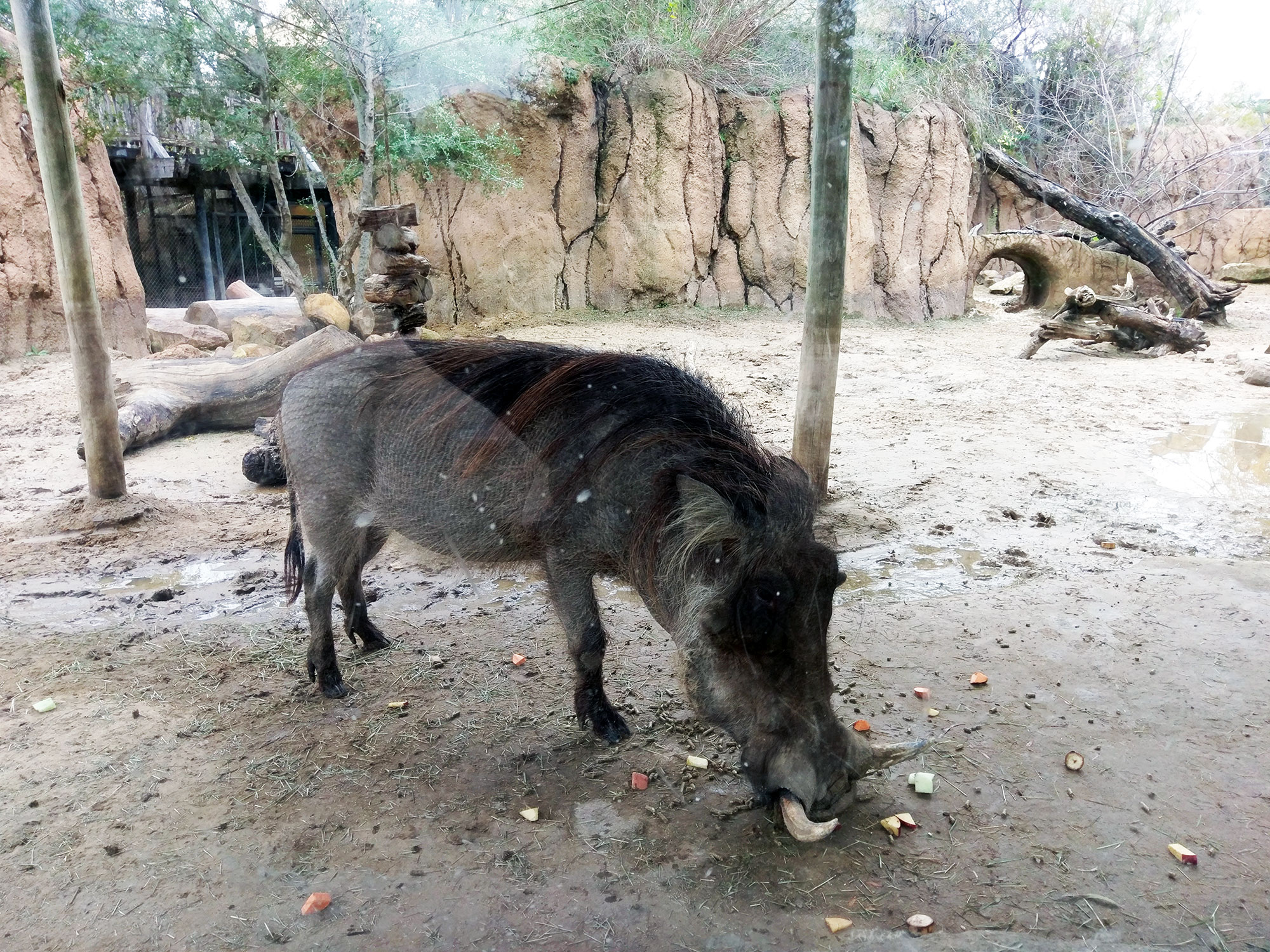 An African Hog at the Dallas Zoo
