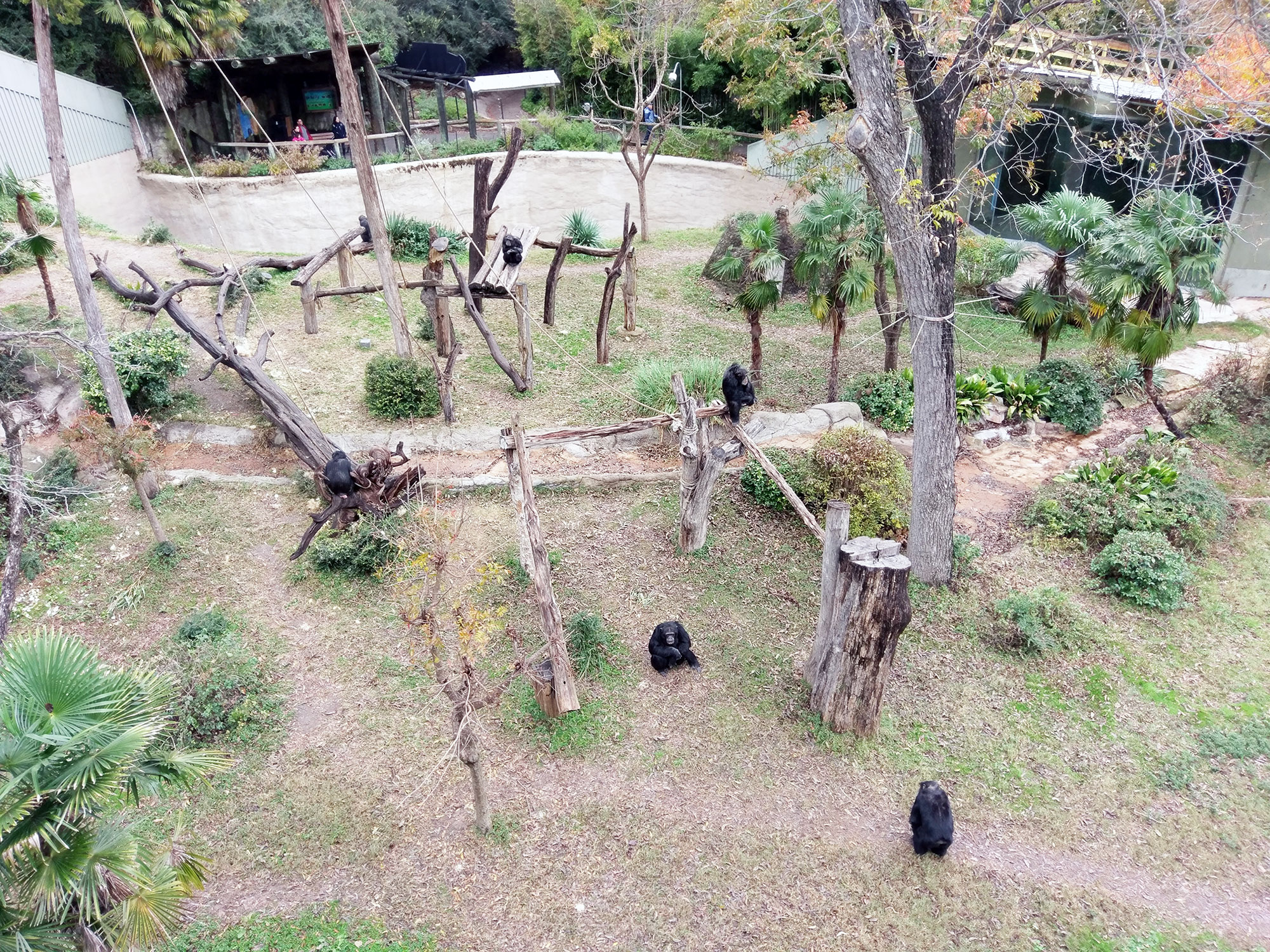 Apes at the Dallas zoo.