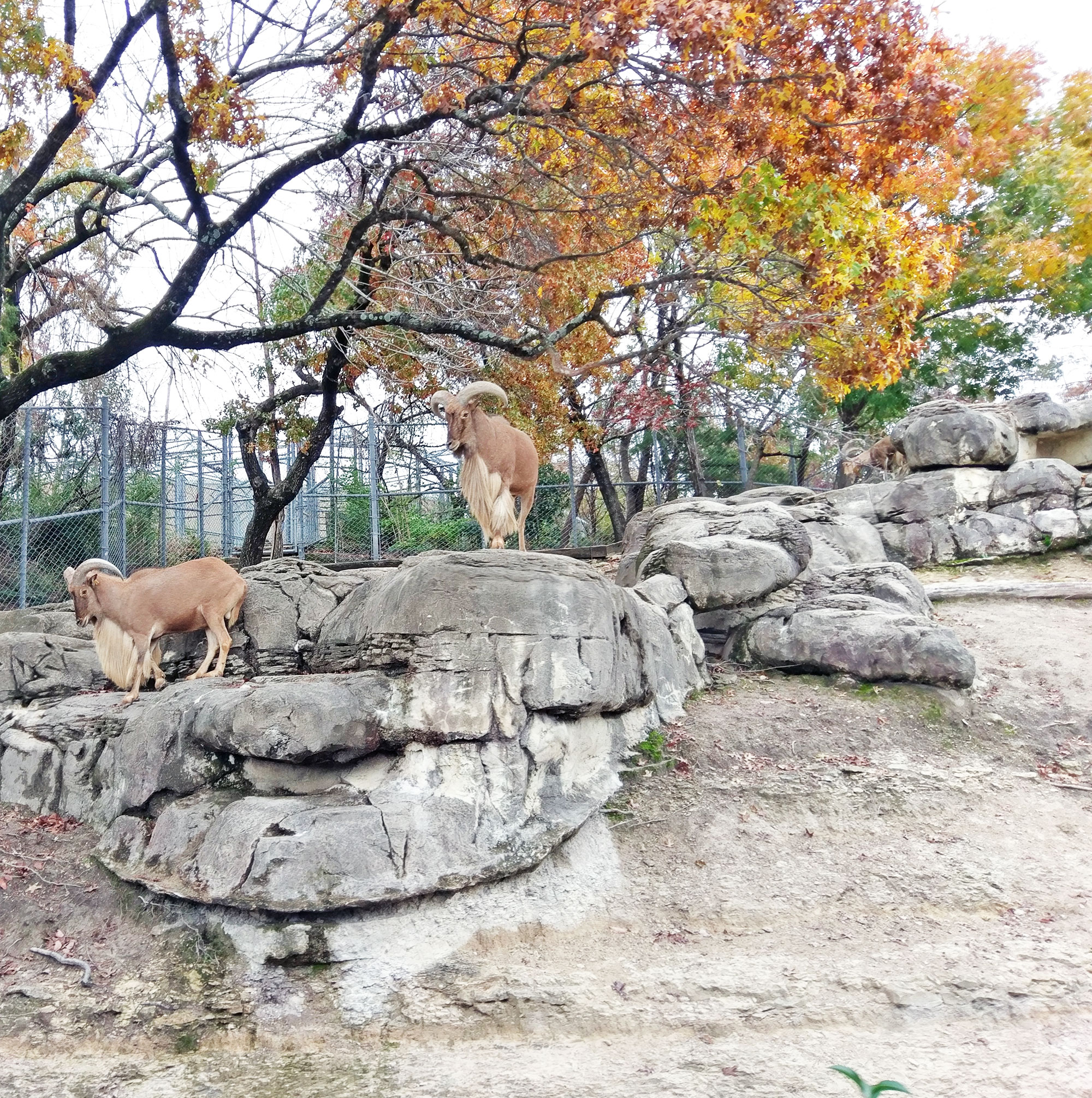 African Mountain Goats at the Dallas Zoo.