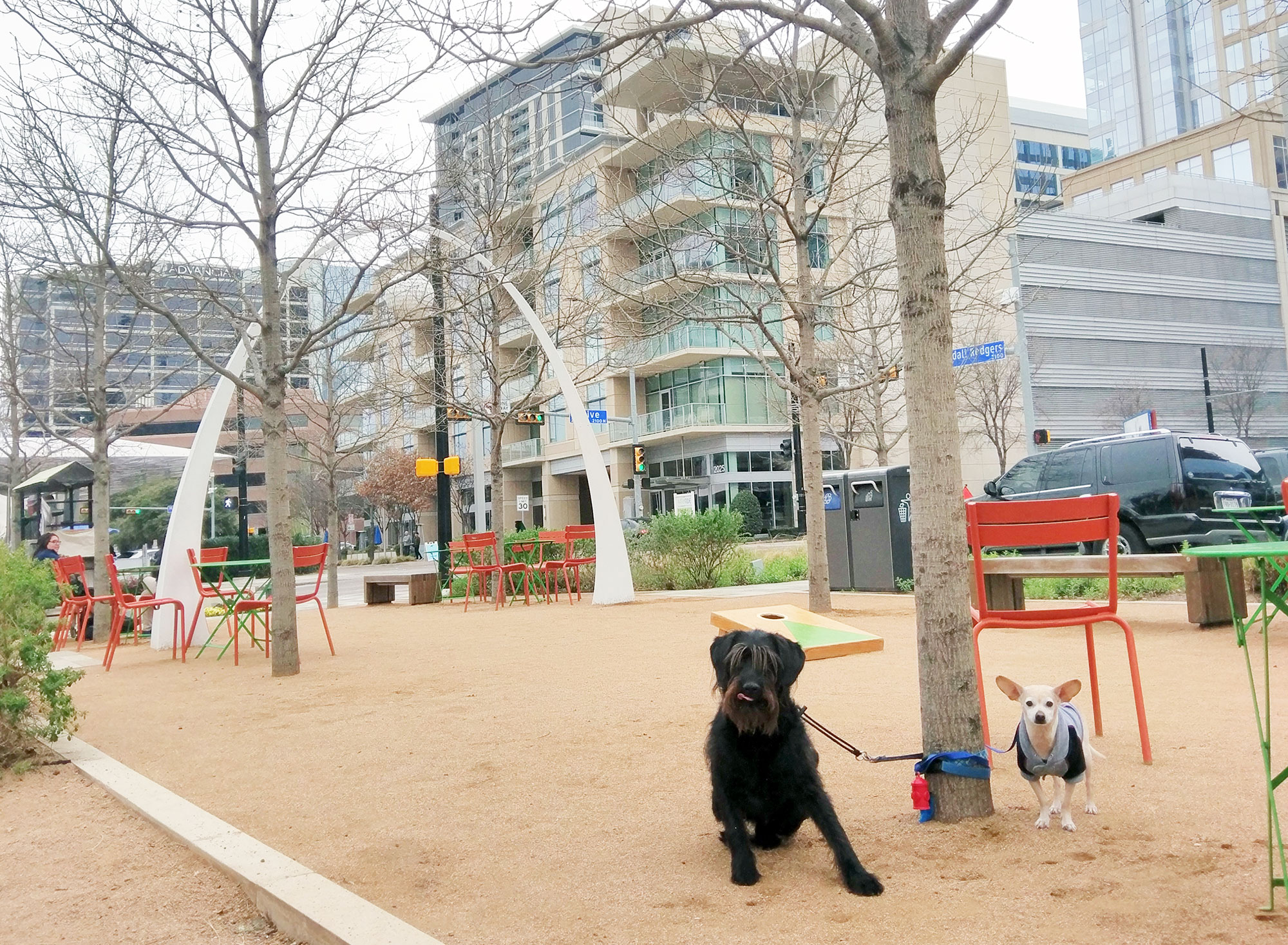 Ingrd the labradoodle and Gunter the chiweenie at Klyde Warren Park in downtown Dallas.