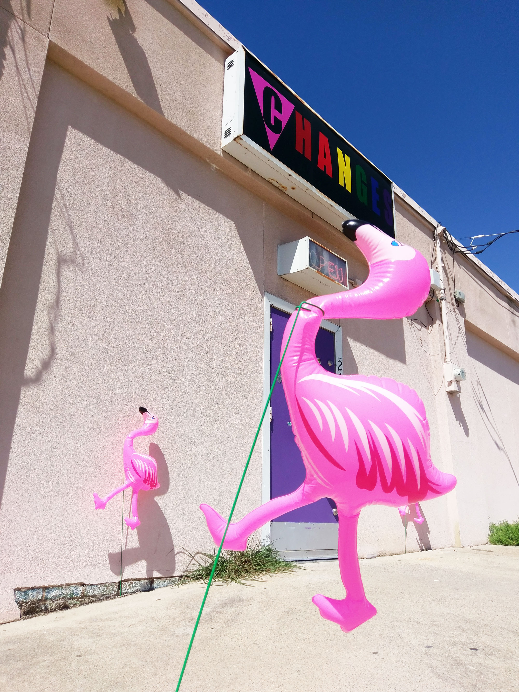 Plastic pink flamingos in front of Club Changes, Fort Worth.