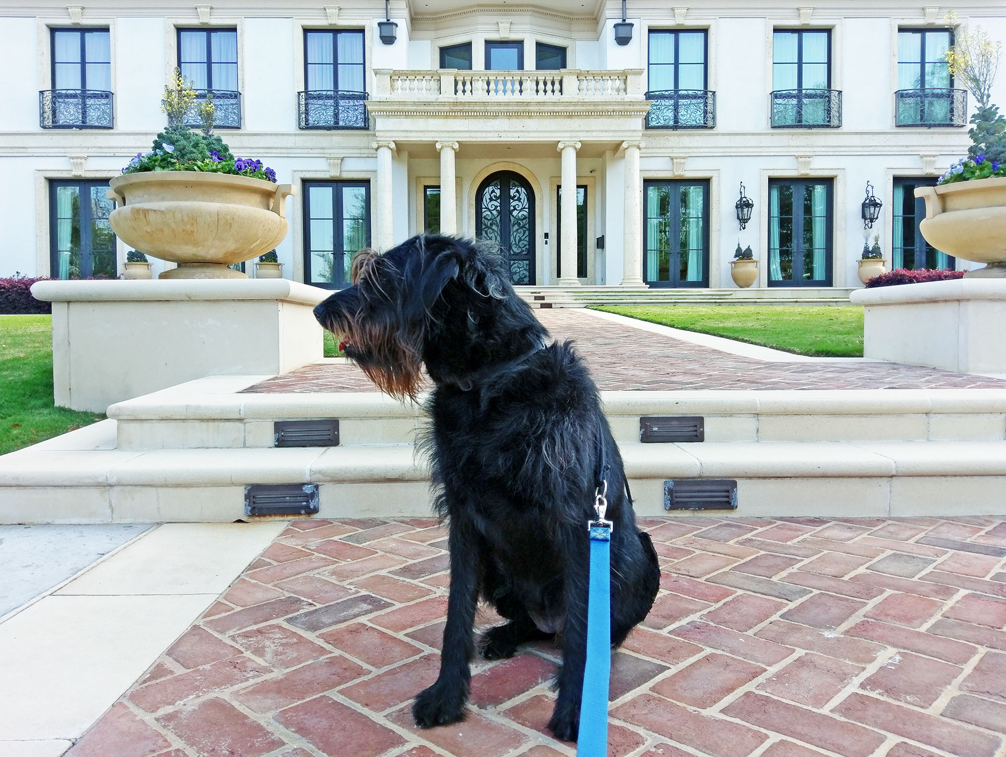 Ingrid the labradoodle in front of a gaudy Highland Park mansion.
