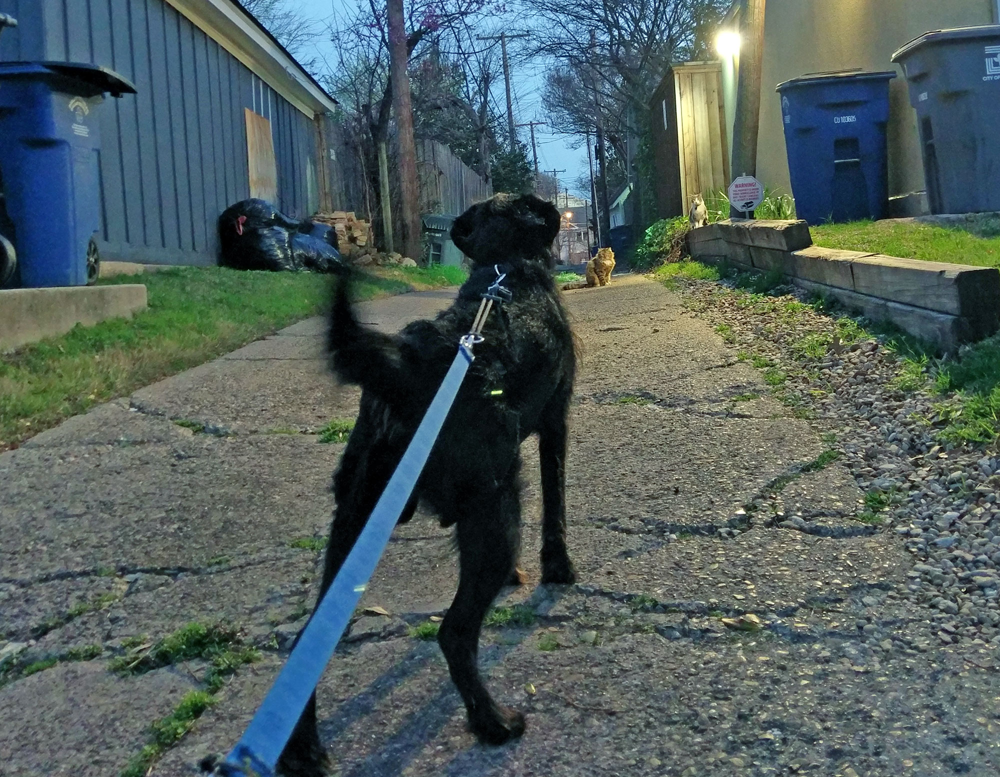 Ingrid the labradoodle spots some cats on an evening dog walk in Perry Heights, Dallas.