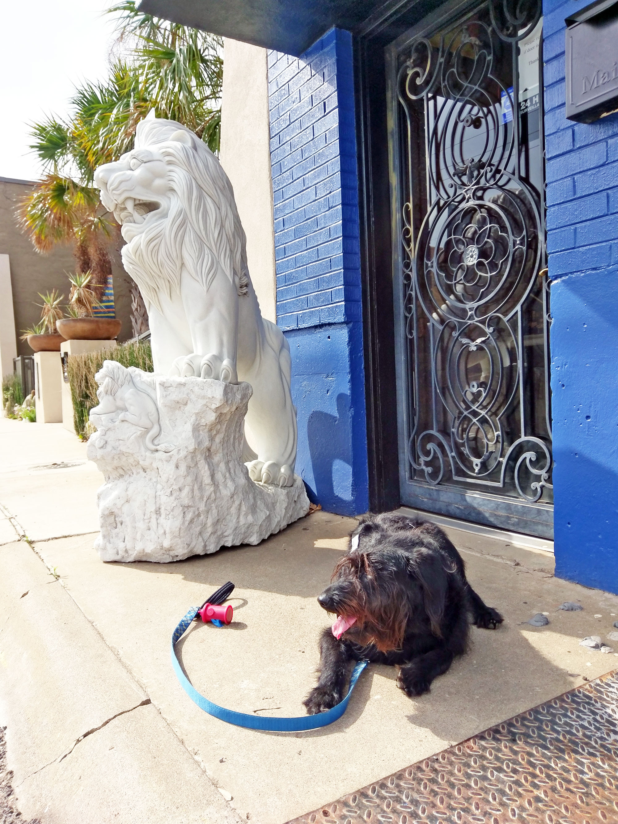 Ingrid the Labradoodle in the Dallas Design District.