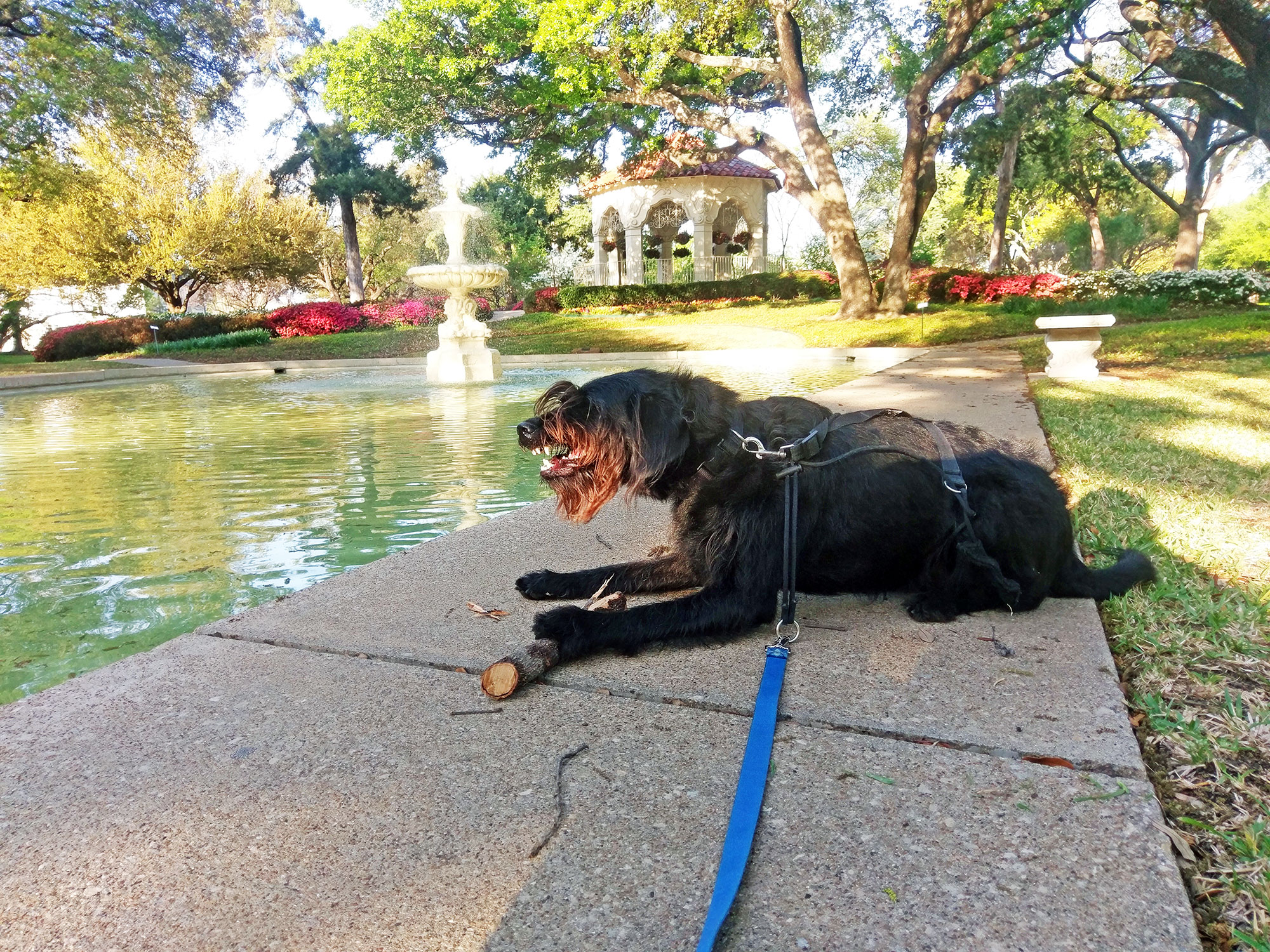 Ingrid the Labradoodle at a Highland Park fountain.