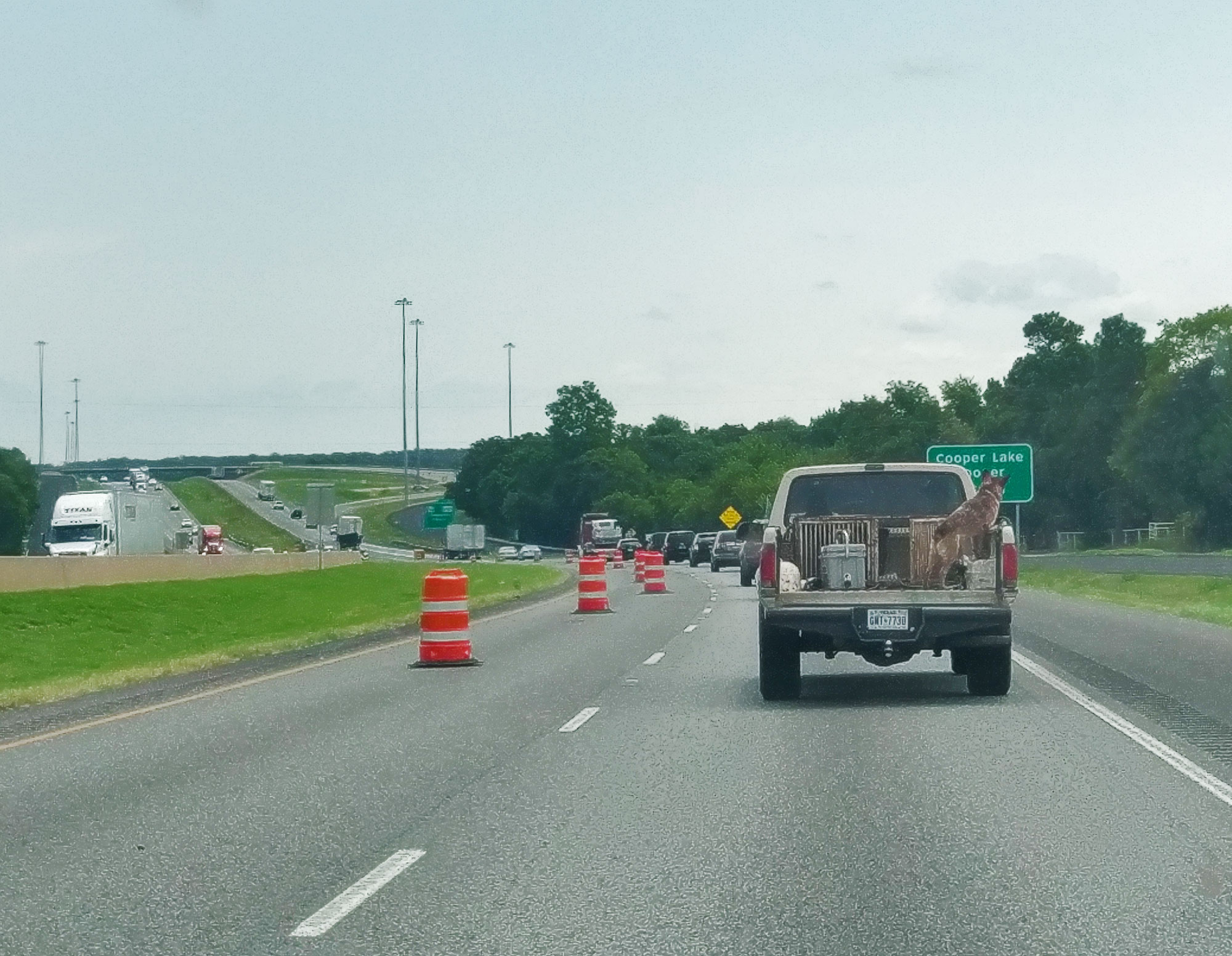 An unleashed dog in the bed of a pickup truck going 80mph on the highway.