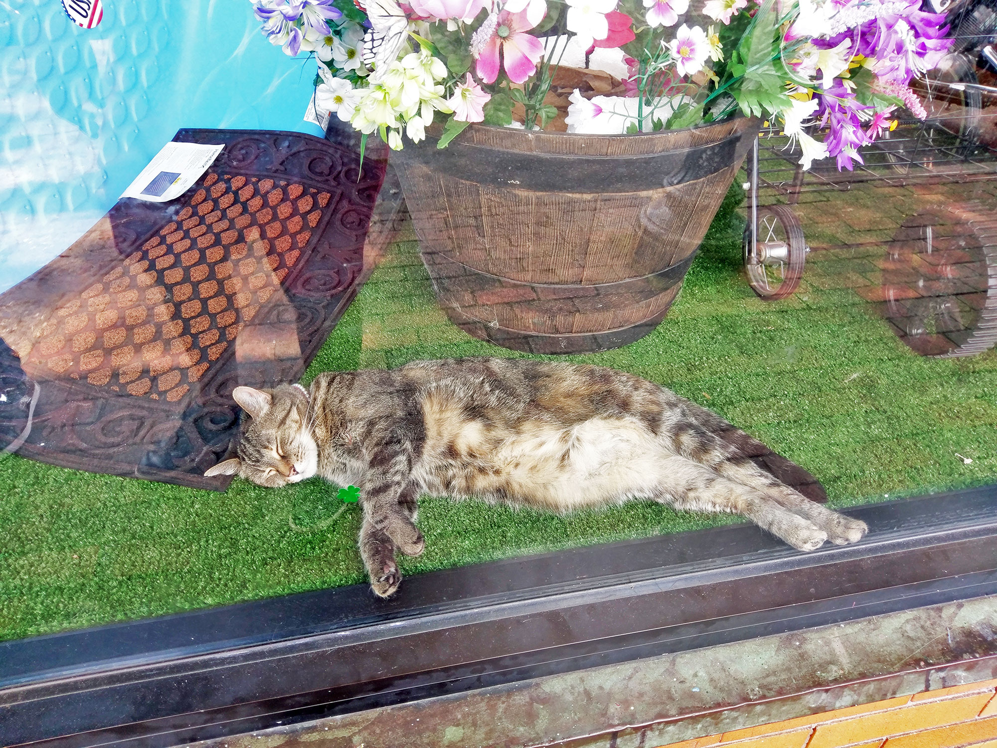 A sleeping cat in a boutique window in Nashville.