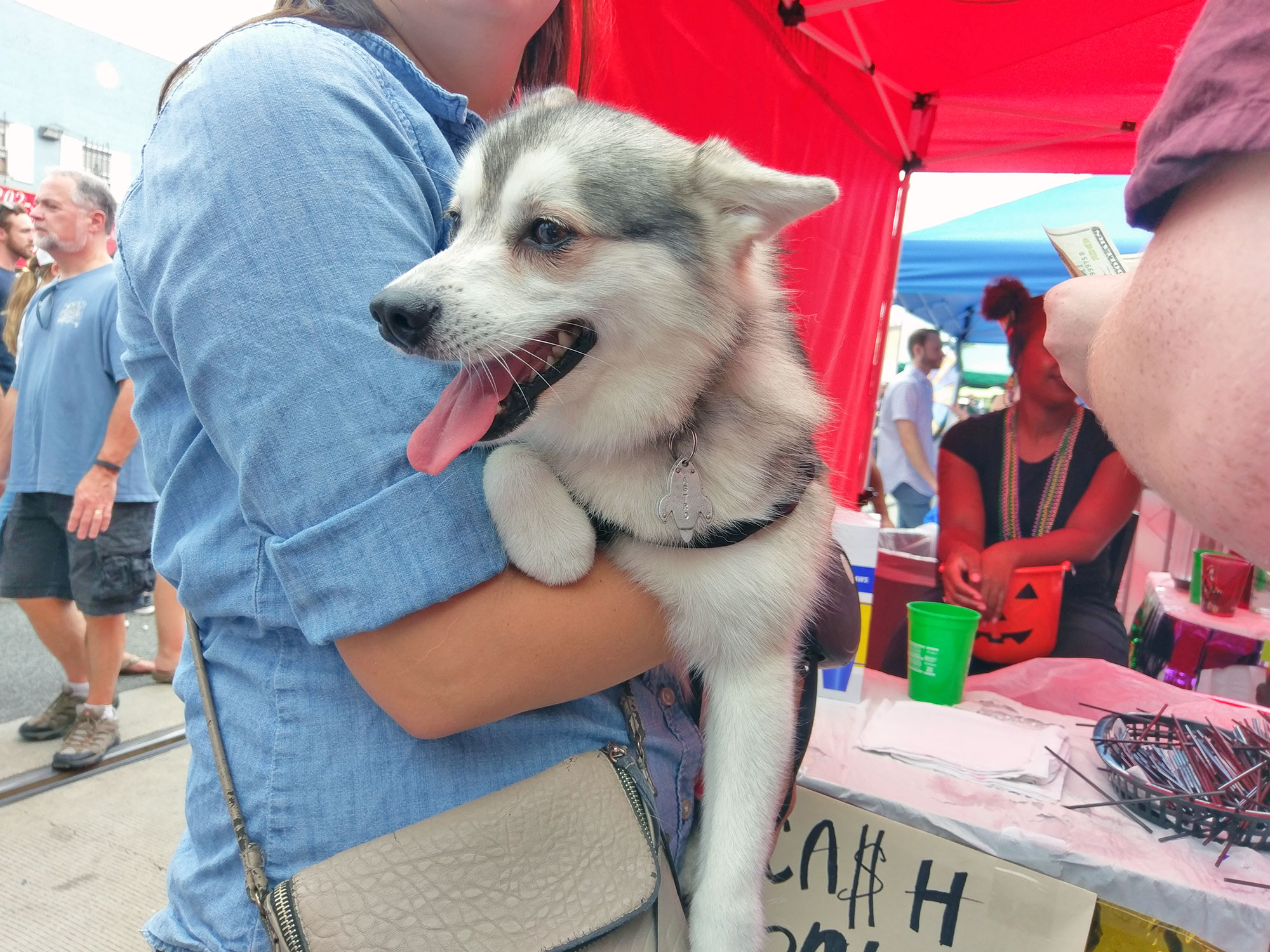 An overheated dog at the H Street Festival in D.C.